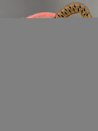 CORAL PINK FASCINATOR WITH PHEASANT FEATHER - The Hat Hive